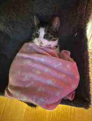 Jacques Bos Cleopatra 2025 Kattencafé Alkmaar