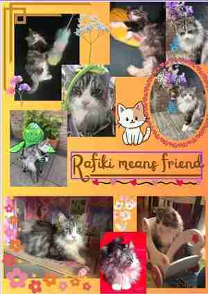 Nikki Marsuz Stohaa Rafiki Kattencafé De Spinnerij Tilburg