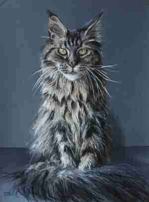 Rosalien Nales Avalon Kattenhuiskamer DOC Hengelo