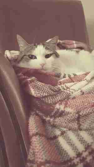 Kitty Zengers Prins op de erwt Misty Kattencafé De Spinnerij Tilburg