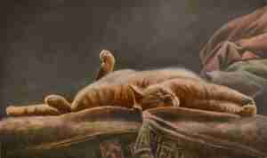 Jolien Westerbroek Pluisje Kattencafé Het Visje Zutphen