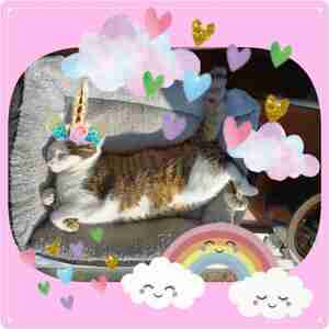 Sonja Zegstroo Tifa Unicorn Kattencafé Het Visje Zutphen