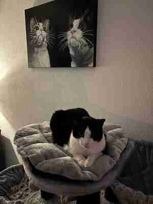 Charlotte Bax Kok Duo Kattencafé Het Visje Zutphen