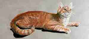 Kater Pussy door GIW Dragt Kattencafé Op zn Kop Groningen