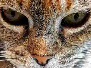 Myrrhe Carp Foto Kely Kattendorp Harfsen