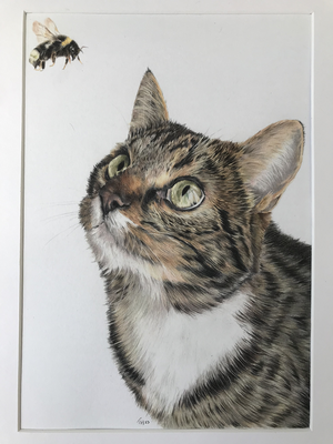 Tamara Harmsen Kat Dikkie Kattencafé Het Visje Zutphen