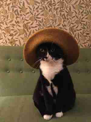 Boris Ariaens Poes met hoed Kattencafé Balthazar Nijmegen