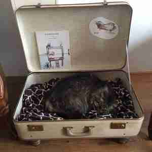 Willy Taffijn Kat in koffertje Kattencafé Jippies Haarlem