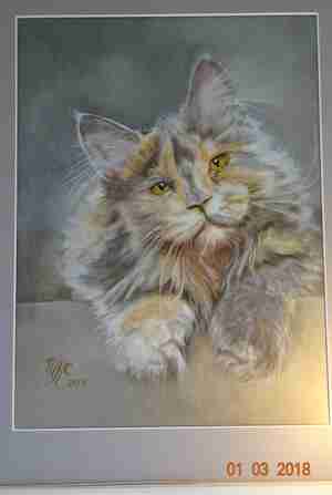 Marianne Knip Corver Verdrietige kat Kattencafé Digibeet Alkmaar