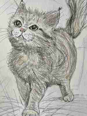 Mirella van Brakel Kat Kattencafé Pebbles Rotterdam