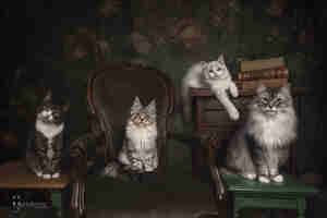 Nikki I Jsendoorn Mijn vier kattenmeisjes foto Kattencafé Balthazar Nijmegen