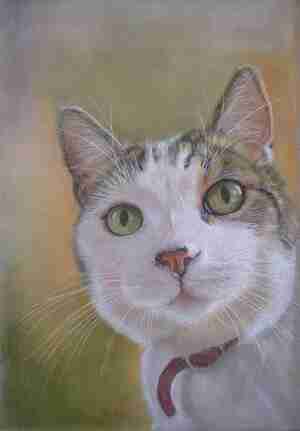 Petra Top Bink Kattencafé Op zn kop Groningen