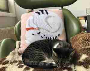 Sabine Lebenstedt Tygo ligt bij kussen met Fluse Kattencafé De Muis Arnhem