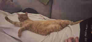 Jonah Jimmink en Lisa Rouwenhorst Marvel liggend Kat en Bakkie Utrecht