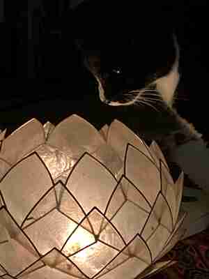 Jeannette Kraaijveld Mijn verlichte kat Max Kattencafé Digibeet Alkmaar