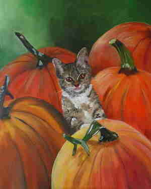 Alida van Leeuwen Pompoenen Poes Kattencafé Sophie Leiden