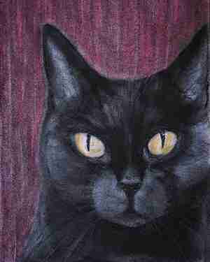 Manon Anoinette Kat 2 Kattencafé The Coffee Cat Almere