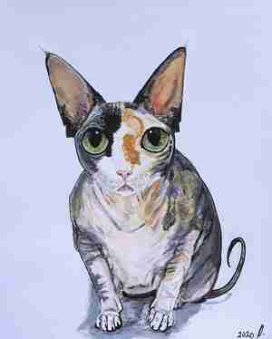 Manon Antoinette Kat 1 Kattencafé The Coffee Cat Almere