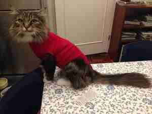 Nelly Littooij Froydis na operatie Kattencafé Skatjes Zwolle